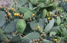 CASA VACANZE IN CAPRAIA ISOLA - Foto 18