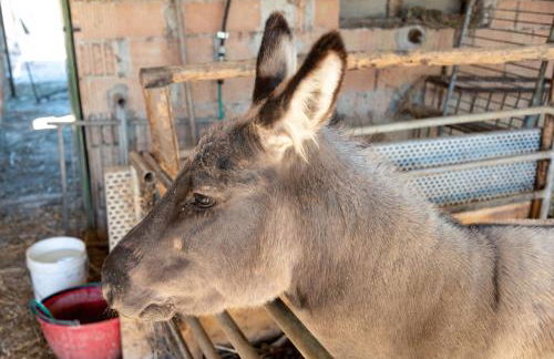 Farm stay Il Carro del Colle - Foto 10
