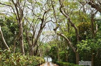 My Garden in Miami Florida - Photo 23