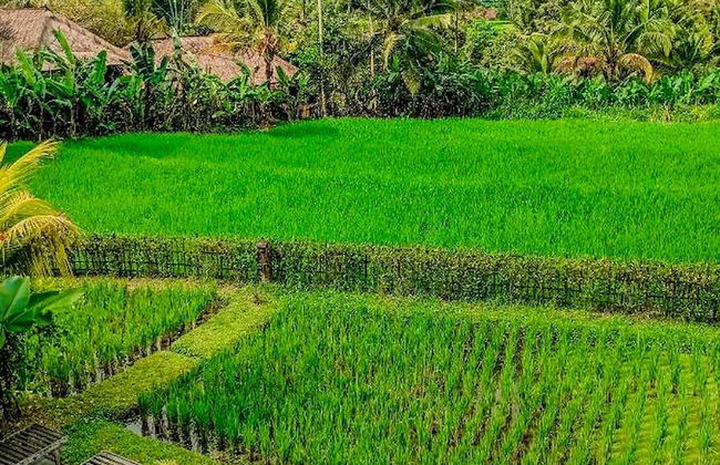 Dukuh Ubud Villas - Foto 20