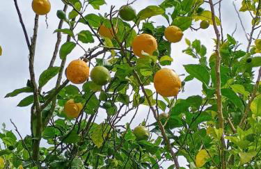 Casa Piñera Cudillero - Foto 46