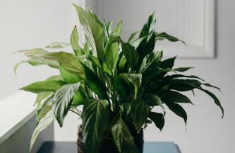 Old Sunday School - pet friendy, hot tub hideaway - Foto 23