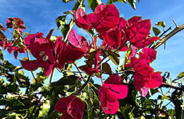 Lobo do Mar - Foto 18