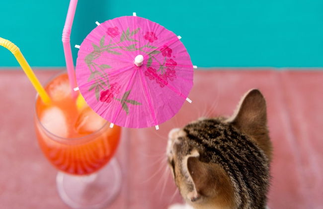 Terinikos Sunny Garden Hotel & Junior Suites - Foto 44