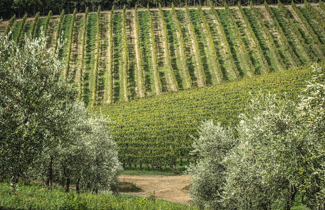 Le Ragnaie - Foto 33