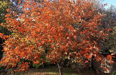 Casa das Guimarães - Foto 22