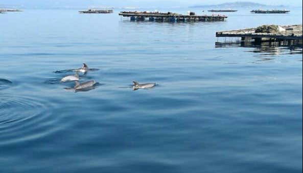 Paseo en barco por la ría + Degustación de mejillones - Foto 5, Delfines nadando en la ría de Arousa