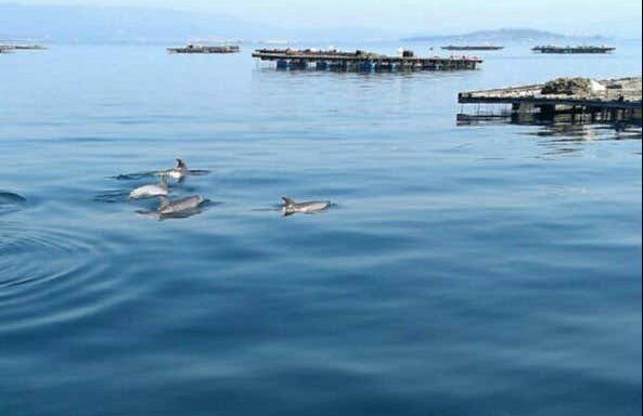 Paseo en barco por la ría + Degustación de mejillones - Foto 5