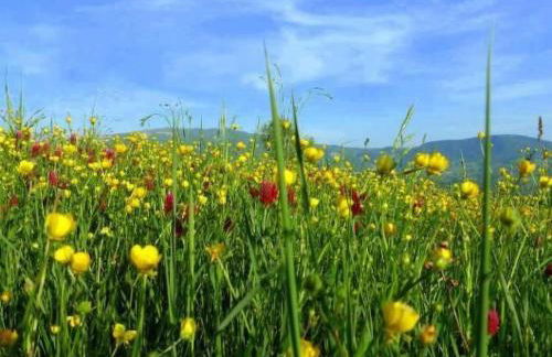 Apartment Agrotourismus - Wohnung mit Pool by Interhome - Foto 64