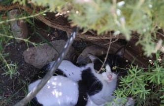 Peach Pine House - Escape Near City, Beach and Athens Airport - Foto 64