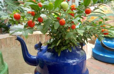 Casa Museo Jerez Centro - Foto 12