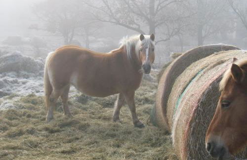 La Roche Pérégrine - Photo 56