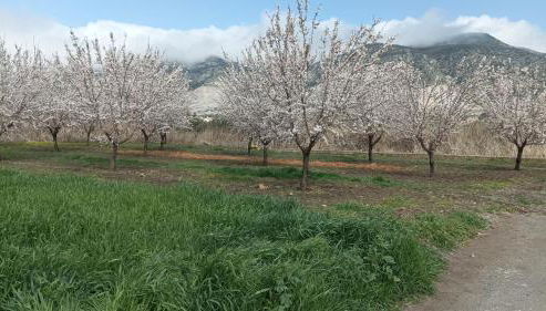 Cortijo de los geraneos - Photo 2