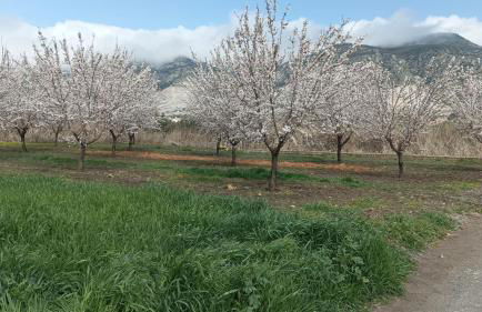 Cortijo de los geraneos - Foto 2