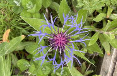 Apple Cottage - Photo 40