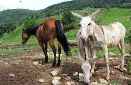 Agriturismo Mazzeracca - Foto 25