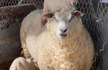 Bluebells Farmstay - Foto 18