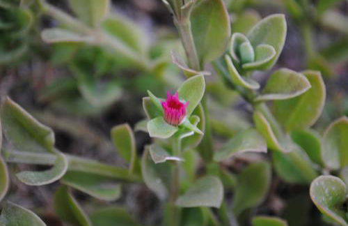 Cala Sinzias beach house with stunning views - Foto 27