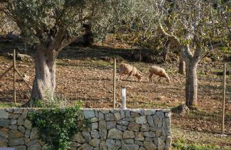 Agroturismo S'Arboçar - Foto 9
