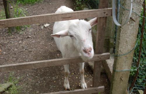 Casa do Moinho Rural campo e praia , 9 pessoas, animais benvindos - Foto 32