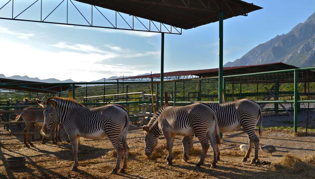 Observez les familles de zèbres