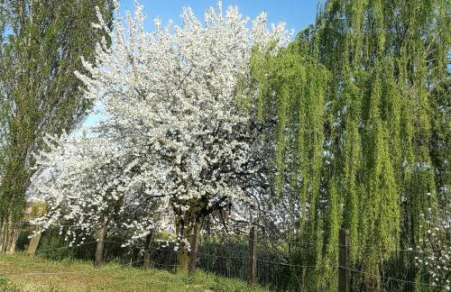 Corte Ventaglio - Foto 29