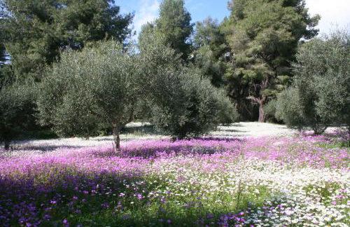 Terry Land Village - Foto 62