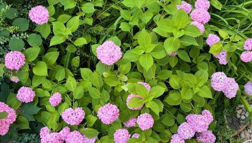 Black Garden Loft - Design Apartment Bad Krozingen - Foto 4, Garden, Garden view