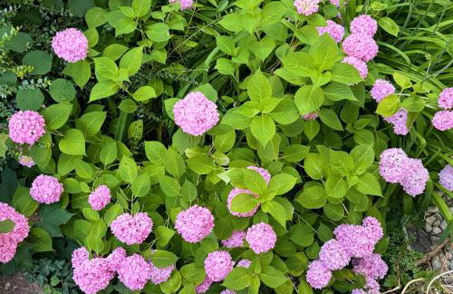 Black Garden Loft - Design Apartment Bad Krozingen - Foto 4