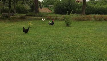 La Casa Dei Fiori - Foto 4