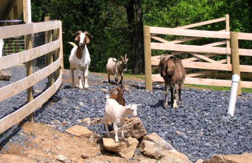 Lovely Cottage on Farm near Shenandoah National Park, Virginia - Foto 17
