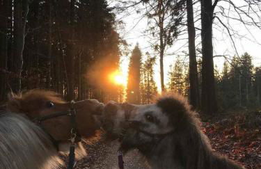 Ferienhaus Napoleon - Foto 30