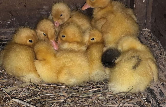 Gingershack Farms - Foto 53