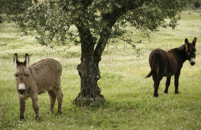 Imani Country House - Photo 57