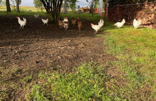 JZ Guest Ranch - Foto 38