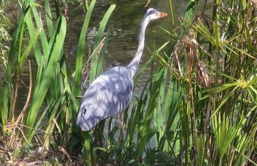 Domaine de La Coudouliere, Vue Mer, Plage, Piscine et Parc - Foto 70