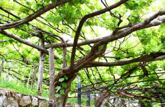 Agriturismo Il Raduno - Foto 118