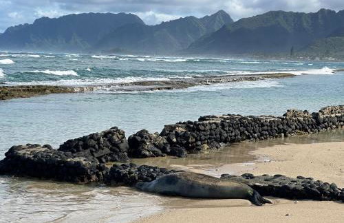 Oahu's Best Kept Secret - Photo 50