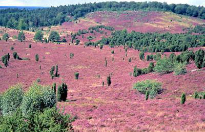 Ferienwohnung Heide View - Foto 52