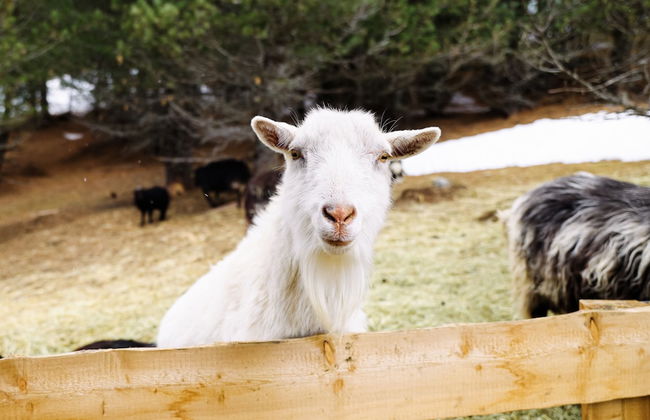 Berg- & Erlebnis-Resort MarktlAlm - Chalets & Lodges - Photo 16