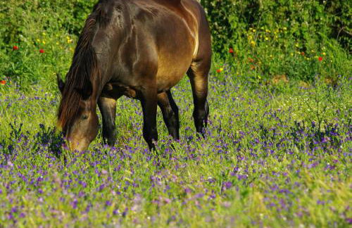Bio Agriturismo Le Giunchiglie - Foto 21