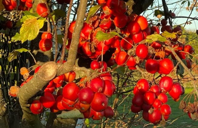 Amuri Villas - Foto 34