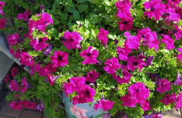 Kreativ Ferienwohnung Domizil der Sinne - Foto 2