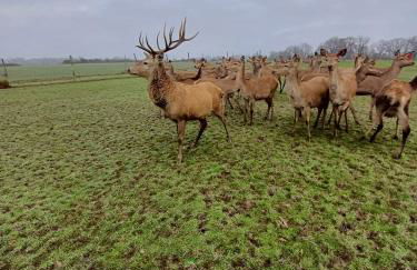 Gîte Le Bois Clairet - Foto 20