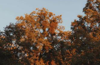 Cosy yurt at a nature retreat in CA - Foto 34