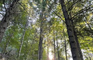 Lugar da Borralheira - Foto 49