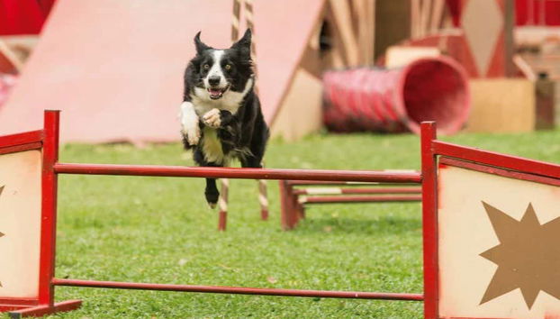 Un perro saltando en una actuación