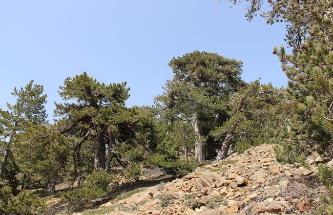 Tzionis Petroktisto Holiday Stonehouse - Photo 34