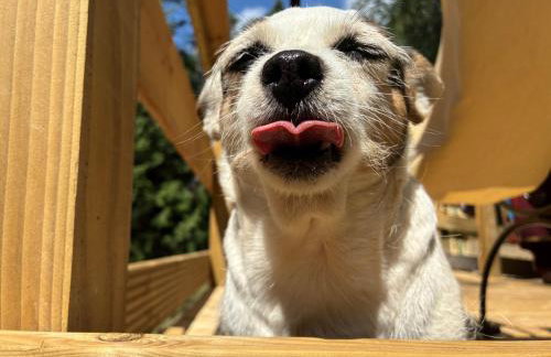 2 Guests - Pet Friendly - Traditional Gypsy Vardo - Foto 11