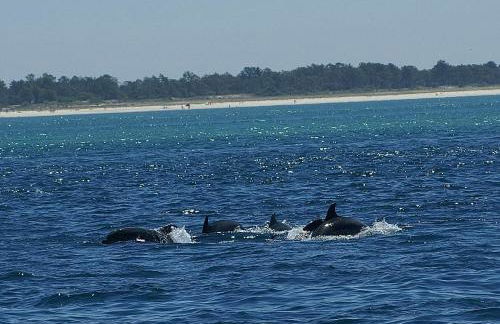 Moradia do Pinhal - Foto 60